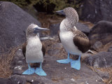 Blue Footed Boobies, Ecuador Photographic Print