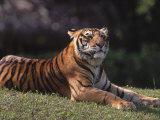 Bengal Tiger Lámina fotográfica por Larry Lipsky