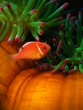 Clown Fish & Anemone, Truk Lagoon Photographic Print by Mike Mesgleski