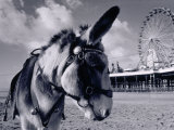 Donkey at Shorefront, Blackpool, England Lámina fotográfica por Walter Bibikow Donkey at Shorefront, Blackpool, England Lámina fotográfica por Walter Bibikow