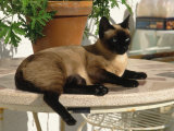 Siamese Cat Resting on Table Top Photographie par Gareth Rockliffe