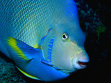 Large Blue Angelfish Photographic Print by Larry Lipsky