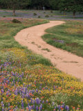 Dirt Road with Wildflowers, Texas Photographic Print by David Davis