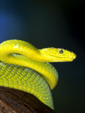 E African Mamba, Dendoaspis Angusticeps 写真プリント - Lynn M.・Stone