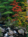 Fall Scenic, Acadia National Park, Maine Photographic Print by Elizabeth DeLaney