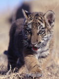 Siberian Tiger Cub, Panthera Tigris Altaica Photographic Print by D. Robert Franz