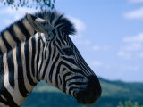 Zebra, North Botswana Photographic Print