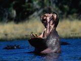 Hippo, Botswana Photographic Print
