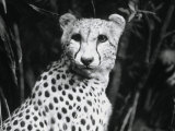 Cheetah Photographic Print by Henry Horenstein