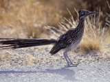 Roadrunner,Geococcyx Californianus, Joshua Tree National Park Photographic Print by Hal Gage