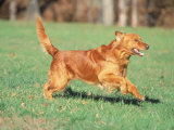 Golden Retriever Running Photographic Print by David Davis