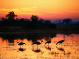 Wattled Crane, Botswana Photographic Print