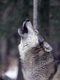Grey Wolf Howling, Canis Lupus Fotografie-Druck von Robert Franz