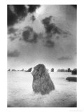 Stanton Drew Stone Circles, Somerset, England Lámina giclée por Simon Marsden
