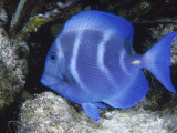 Close-up of Bluefish Underwater Photographic Print by Lee Peterson