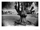 Woodlawn House, County Galway, Ireland Lámina giclée por Simon Marsden