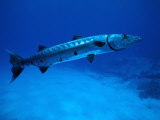 Giant Barracuda, FL Photographic Print by Mike Mesgleski