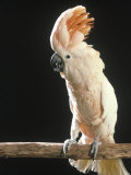 Moluccan Cockatoo Photographie par John Dominis