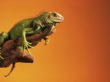 Iguana Photographic Print by Jacque Denzer Parker
