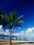 Plage et palmier, Maui, Hawaï Photographie par Doug Page