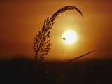 Frank Staub - Indian Grass & Orb Spider, Tallgrass Prairie, MA - Fotografik Baskı