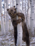 Grizzly Bear Grabbing Tree, North America Photographie par Amy And Chuck Wiley/wales