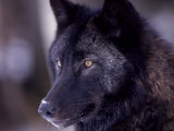 Close-up of a Wolf, Canis Lupus Fotografie-Druck von Robert Franz