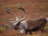 Caribou, Denali National Park, AK Photographic Print by John Luke
