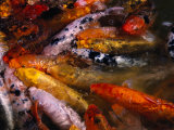 Koi in Japanese Friendship Garden Fotografisk tryk af Shmuel Thaler Koi in Japanese Friendship Garden Fotografisk tryk af Shmuel Thaler
