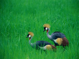 Crowned Crane, Zambia Photographic Print