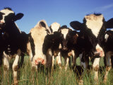 Jersey Cows, WI Photographic Print by Mark Gibson