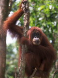 Sumatran Orangutan, Pongo Pygmaeus, Indonesia Photographic Print by Robert Franz