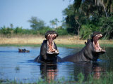 Hippo, Botswana Lámina fotográfica