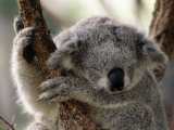 Koala snoozing, Australia Lámina fotográfica por Inga Spence Koala snoozing, Australia Lámina fotográfica por Inga Spence