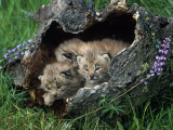 Lynx Kittens, Lynx Canadensis, MT Photographie par D. Robert Franz