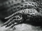 Close-up of a Leg of a Lizard Photographic Print by Henry Horenstein