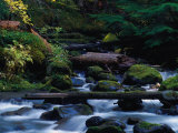 Royal Creek, OR Fotografie-Druck von Frank Staub