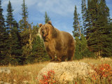 Grizzly Bear on Rock in Grassy Field, MT Photographie par Guy Crittenden
