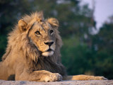 Lion, N Botswana Lámina fotográfica