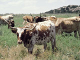 Texas Longhorn Cattle Lámina fotográfica por Allen Russell Texas Longhorn Cattle Lámina fotográfica por Allen Russell