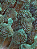 Sea Anemone Detail, Komodo, Indonesia Lámina fotográfica por Mark Webster Sea Anemone Detail, Komodo, Indonesia Lámina fotográfica por Mark Webster