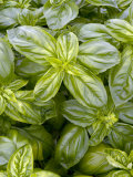 Sweet Basil, Ocimum Basilicum Photographic Print by Kidd Geoff