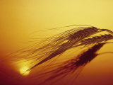 Shaft of Barley Fotografisk tryk af Carol & Mike Werner