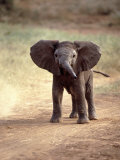 African Elephant Baby (Loxodonta Africana) Fotografie-Druck von Elizabeth DeLaney