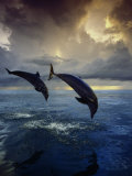 Des grands dauphins, Tursiops Truncatus Photographie par Stuart Westmorland
