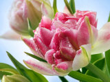 Tulipa Peach Blossom (Tulip Double Early Group) Fotografisk trykk av Susie Mccaffrey Tulipa Peach Blossom (Tulip Double Early Group) Fotografisk trykk av Susie Mccaffrey