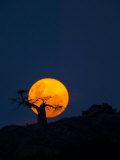 Baobab Tree