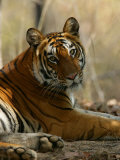 Bengal Tiger, Female Resting, Madhya Pradesh, India Lámina fotográfica por Elliott Neep