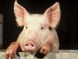 Large White Cross Landrace Pig Peering Over Sty Wall, Yorkshire, UK Photographie par Mark Hamblin