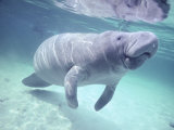 Manatee, Crystal River NW Refuge, FL Photographie par Frank Staub